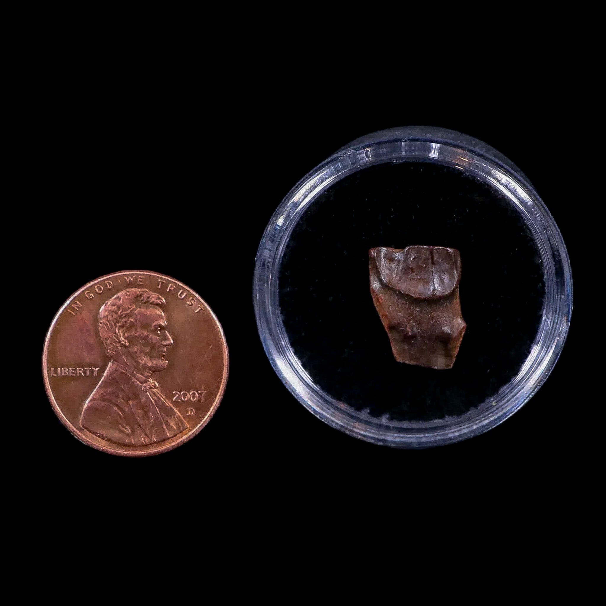 0.5" Chasmosaurus Fossil Tooth Judith River FM Cretaceous Dinosaur MT COA Display - Fossil Age Minerals