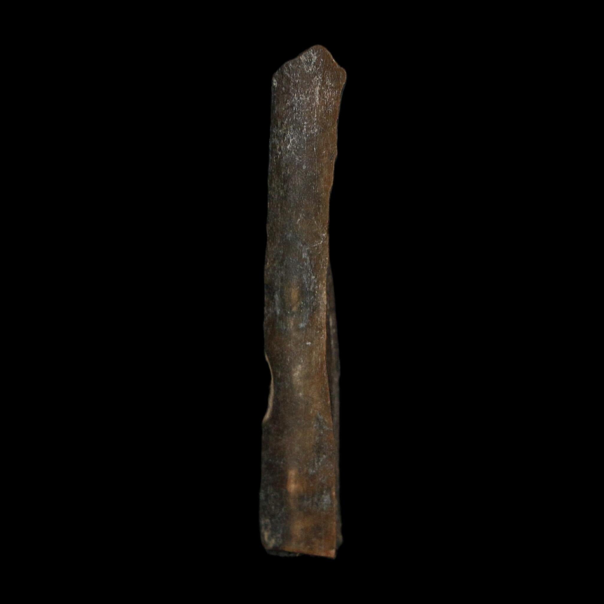 1.8" Tyrannosaurus Rex Fossil Bone Dinosaur Lance Creek Formation Wyoming COA - Fossil Age Minerals