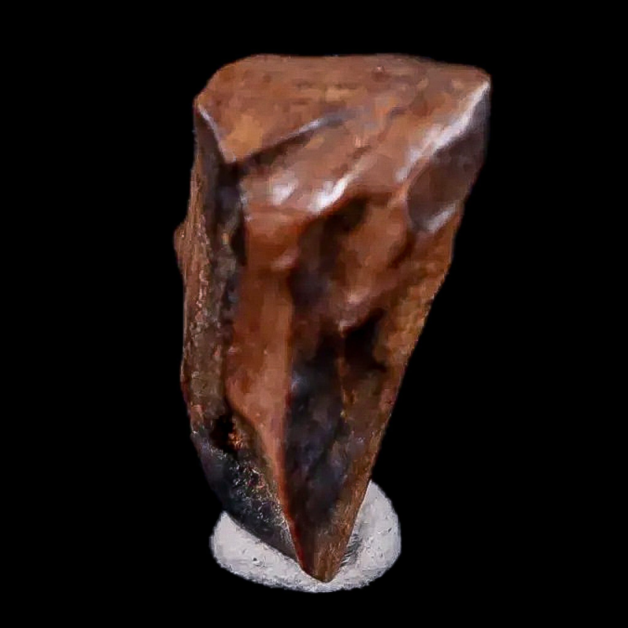 0.6" Chasmosaurus Fossil Tooth Judith River FM Cretaceous Dinosaur MT COA Display - Fossil Age Minerals