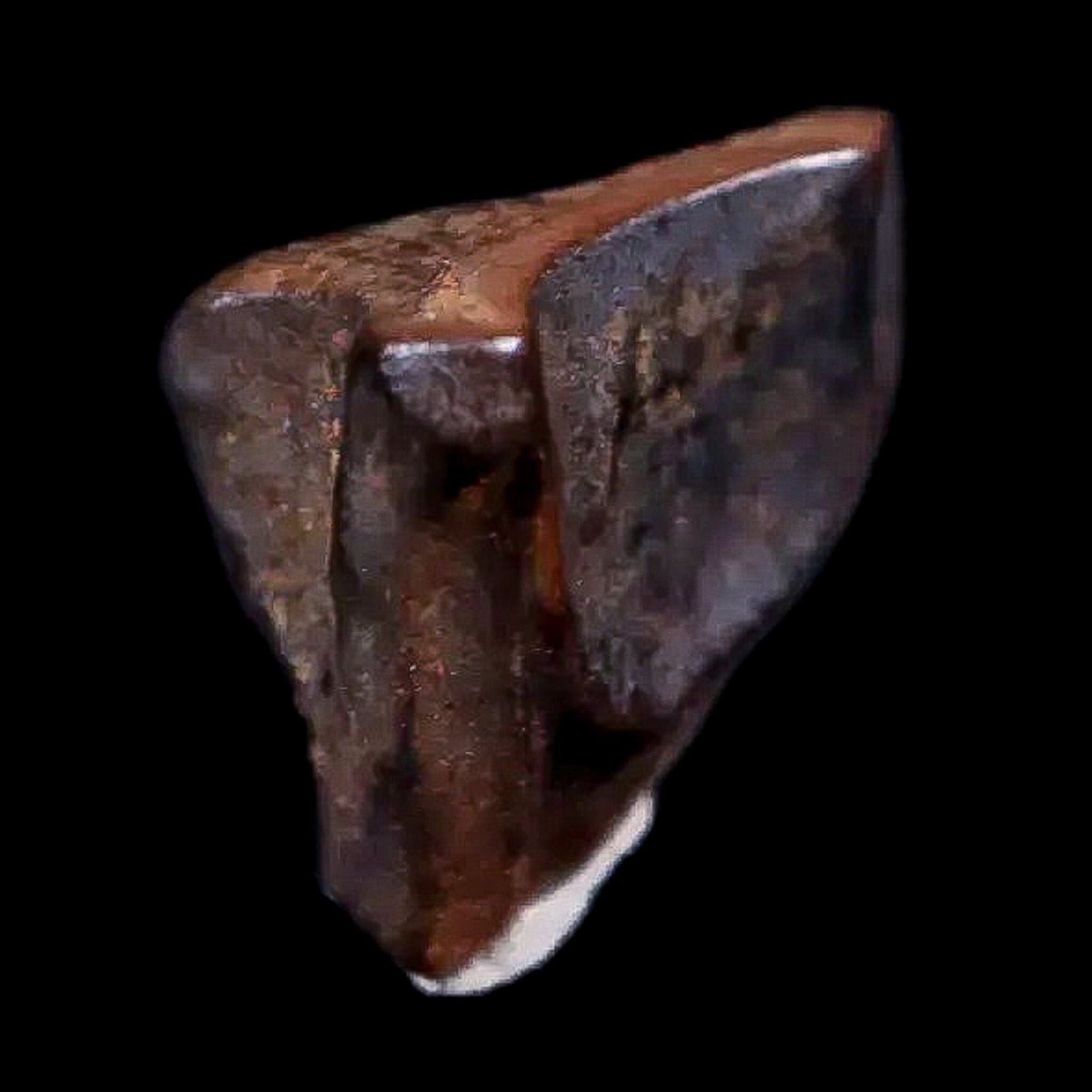 0.4" Chasmosaurus Fossil Tooth Judith River FM Cretaceous Dinosaur MT COA Display - Fossil Age Minerals