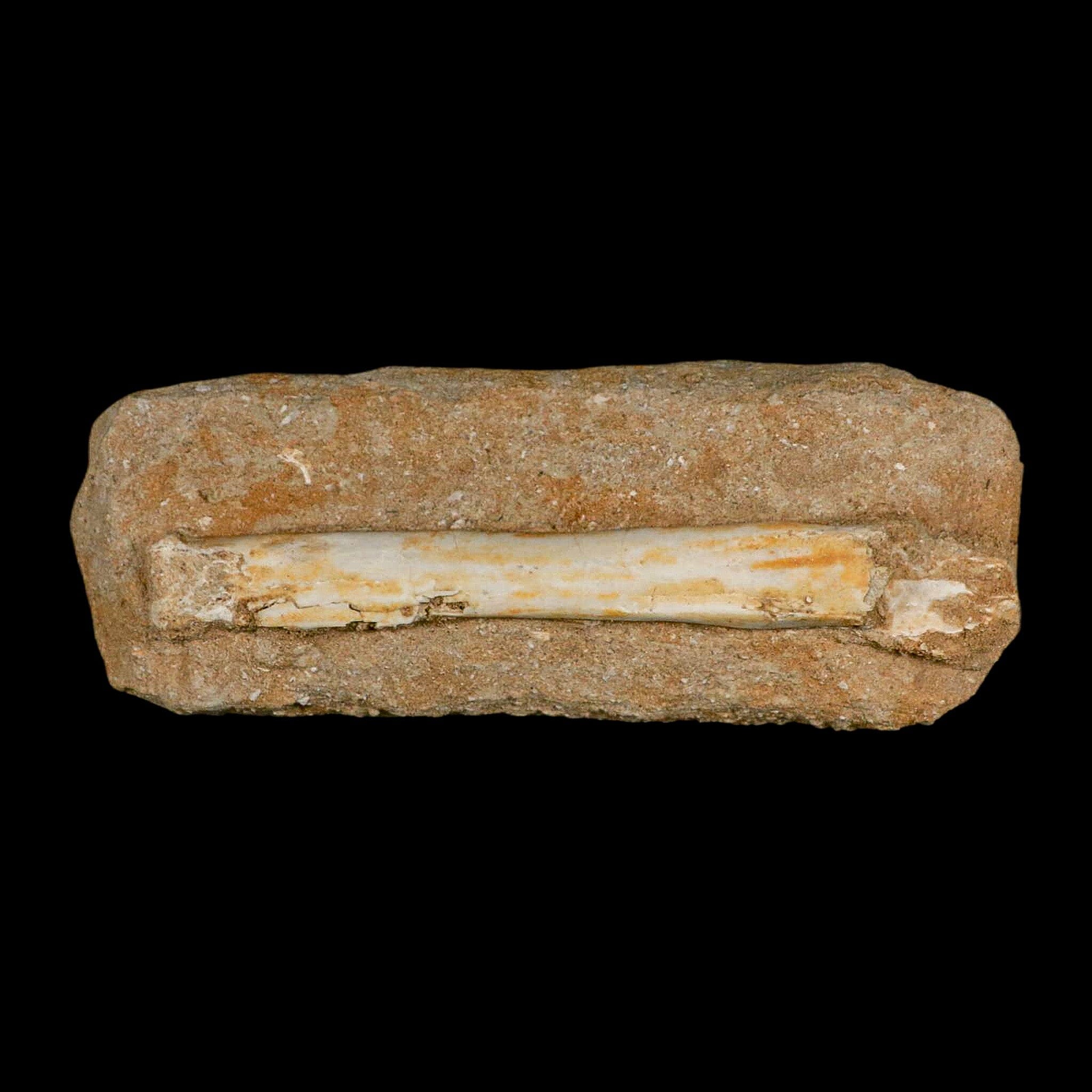 5.7" Pterosaur Tethydraco Regalis Fossil Bone Upper Cretaceous Morocco Stand COA - Fossil Age Minerals