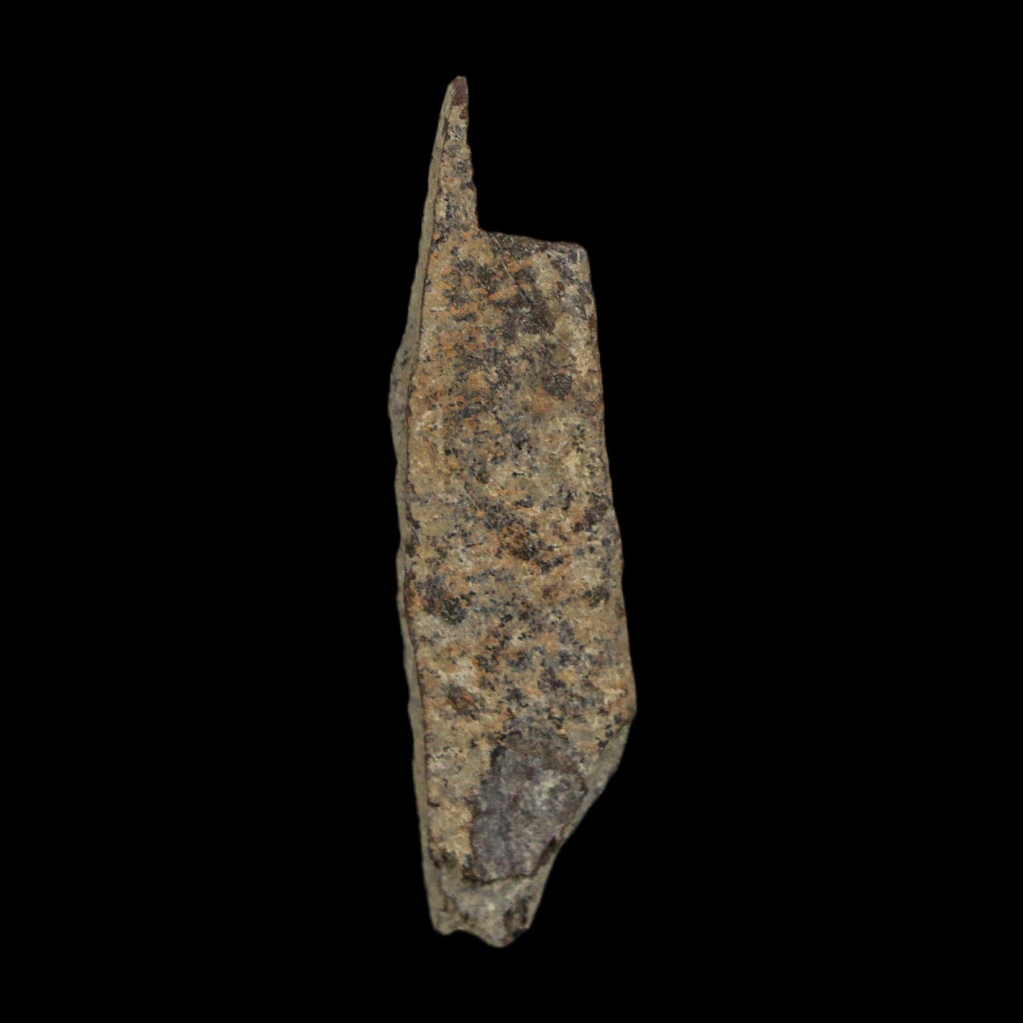 1.7" Tyrannosaurus Rex Fossil Bone Dinosaur Lance Creek Formation Wyoming COA - Fossil Age Minerals