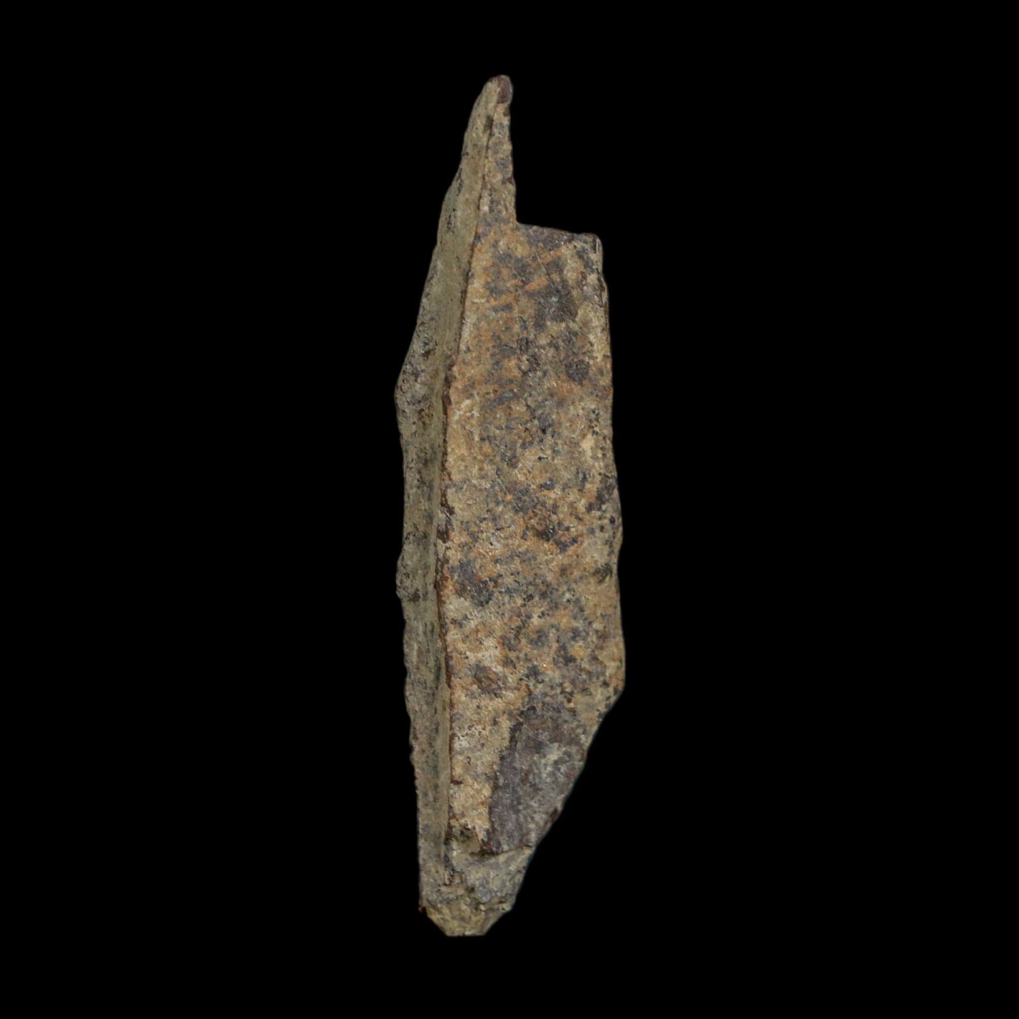 1.7" Tyrannosaurus Rex Fossil Bone Dinosaur Lance Creek Formation Wyoming COA - Fossil Age Minerals