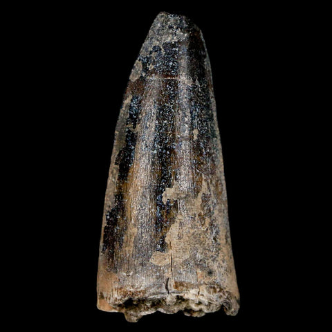 1.7" Sarcosuchus Imperator Crocodile Fossil Tooth Elrhaz FM Cretaceous Niger COA - Fossil Age Minerals