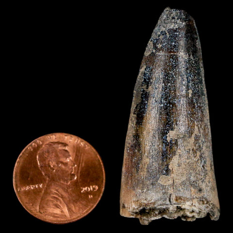 1.7" Sarcosuchus Imperator Crocodile Fossil Tooth Elrhaz FM Cretaceous Niger COA - Fossil Age Minerals