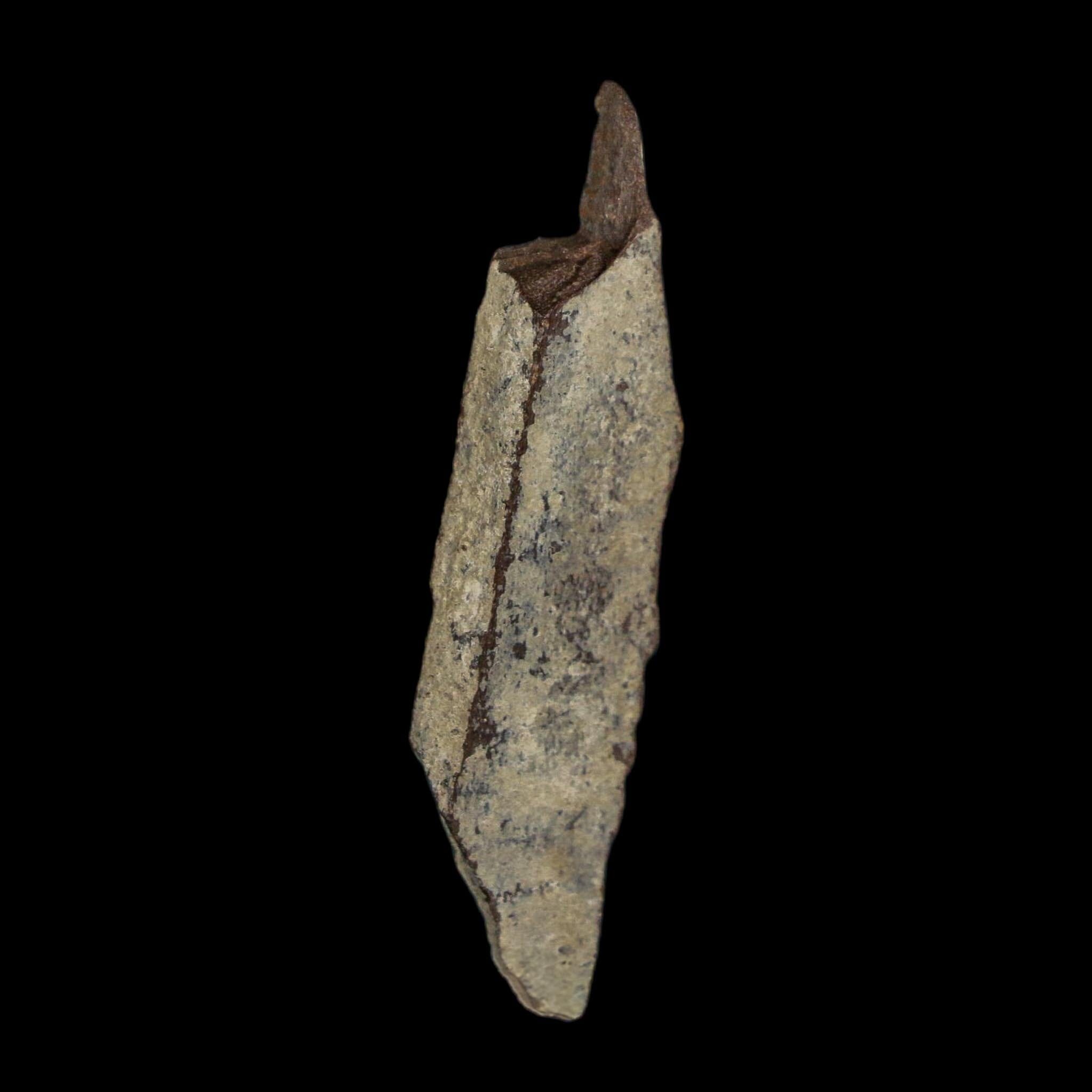 1.7" Tyrannosaurus Rex Fossil Bone Dinosaur Lance Creek Formation Wyoming COA - Fossil Age Minerals
