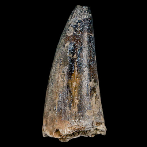1.7" Sarcosuchus Imperator Crocodile Fossil Tooth Elrhaz FM Cretaceous Niger COA - Fossil Age Minerals