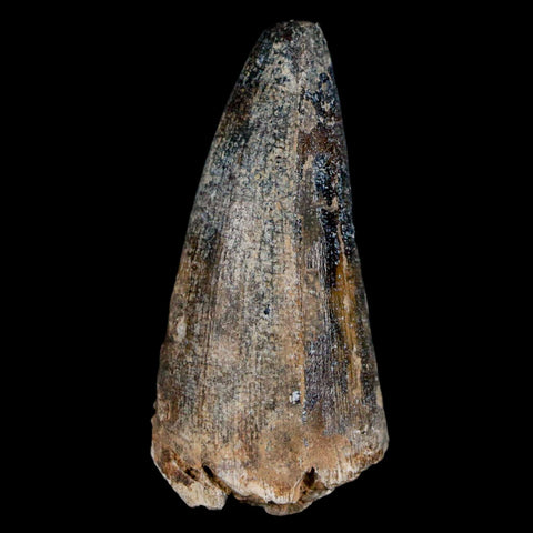 1.7" Sarcosuchus Imperator Crocodile Fossil Tooth Elrhaz FM Cretaceous Niger COA - Fossil Age Minerals