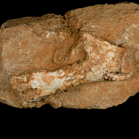 4" Pterosaur Tethydraco Regalis Fossil Bone Upper Cretaceous Morocco Stand COA