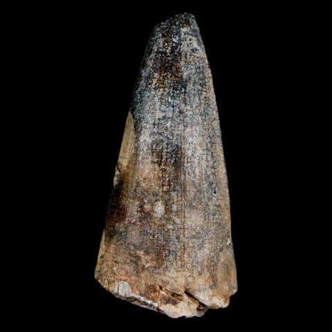 1.7" Sarcosuchus Imperator Crocodile Fossil Tooth Elrhaz FM Cretaceous Niger COA - Fossil Age Minerals