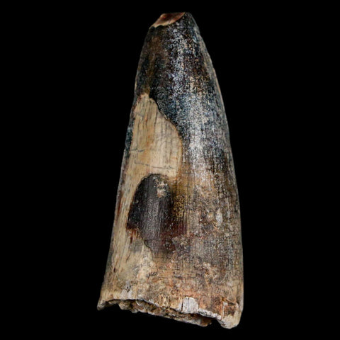 1.7" Sarcosuchus Imperator Crocodile Fossil Tooth Elrhaz FM Cretaceous Niger COA - Fossil Age Minerals