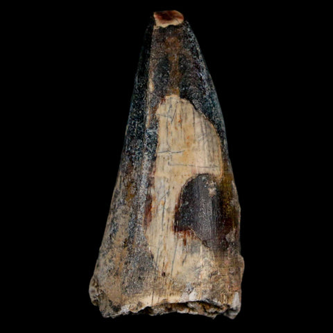 1.7" Sarcosuchus Imperator Crocodile Fossil Tooth Elrhaz FM Cretaceous Niger COA - Fossil Age Minerals