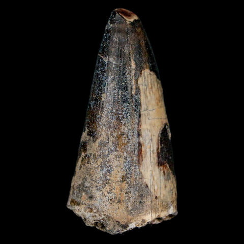 1.7" Sarcosuchus Imperator Crocodile Fossil Tooth Elrhaz FM Cretaceous Niger COA - Fossil Age Minerals