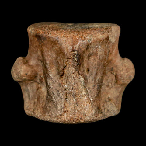 1.1" Champsosaurus Gigas Reptile Fossil Vertebrae Cretaceous Hell Creek FM MT COA