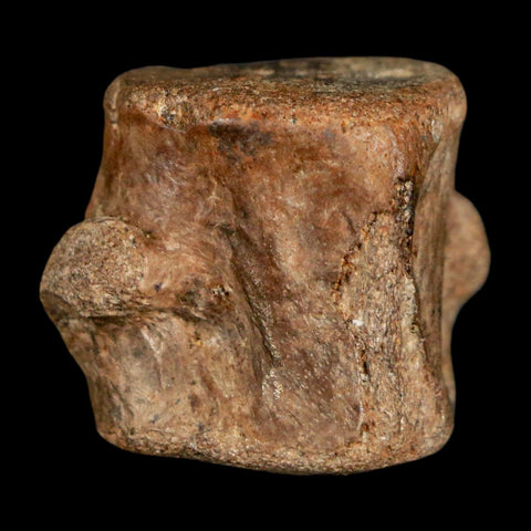 1.1" Champsosaurus Gigas Reptile Fossil Vertebrae Cretaceous Hell Creek FM MT COA