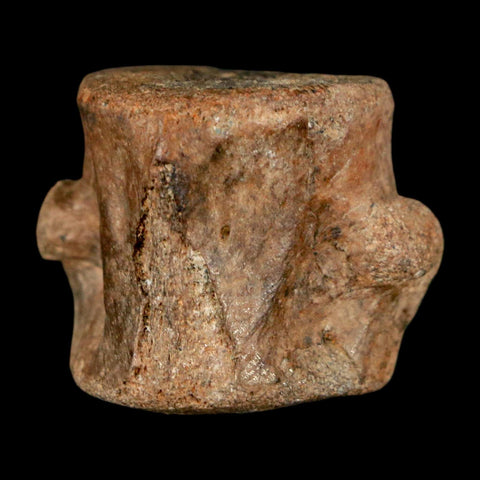 1.1" Champsosaurus Gigas Reptile Fossil Vertebrae Cretaceous Hell Creek FM MT COA