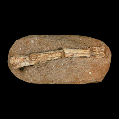 6" Pterosaur Tethydraco Regalis Fossil Bone Upper Cretaceous Morocco Stand COA