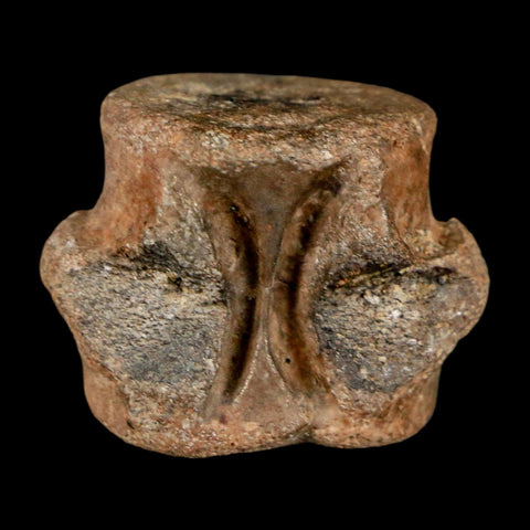 1.1" Champsosaurus Gigas Reptile Fossil Vertebrae Cretaceous Hell Creek FM MT COA