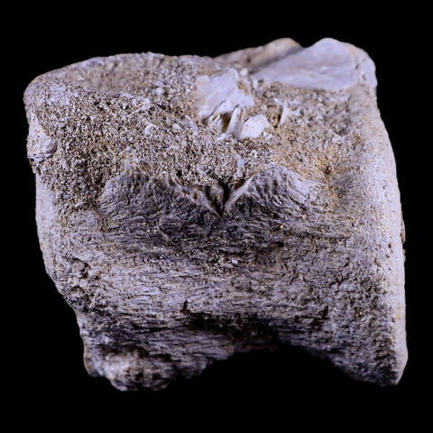 2.4" Plesiosaur Fossil Vertebrae Cretaceous Dinosaur Era Zarafasaura Elasmosaurus COA - Fossil Age Minerals