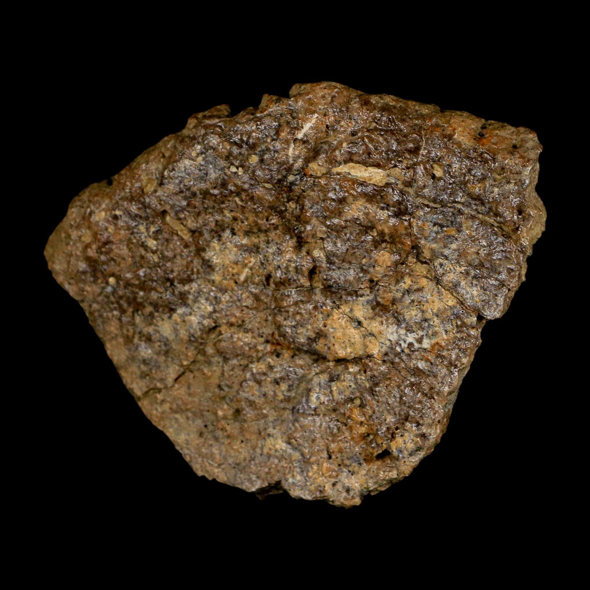 3.1" Ankylosaurus Fossil Scute Bone Judith River FM Cretaceous Dinosaur MT COA - Fossil Age Minerals