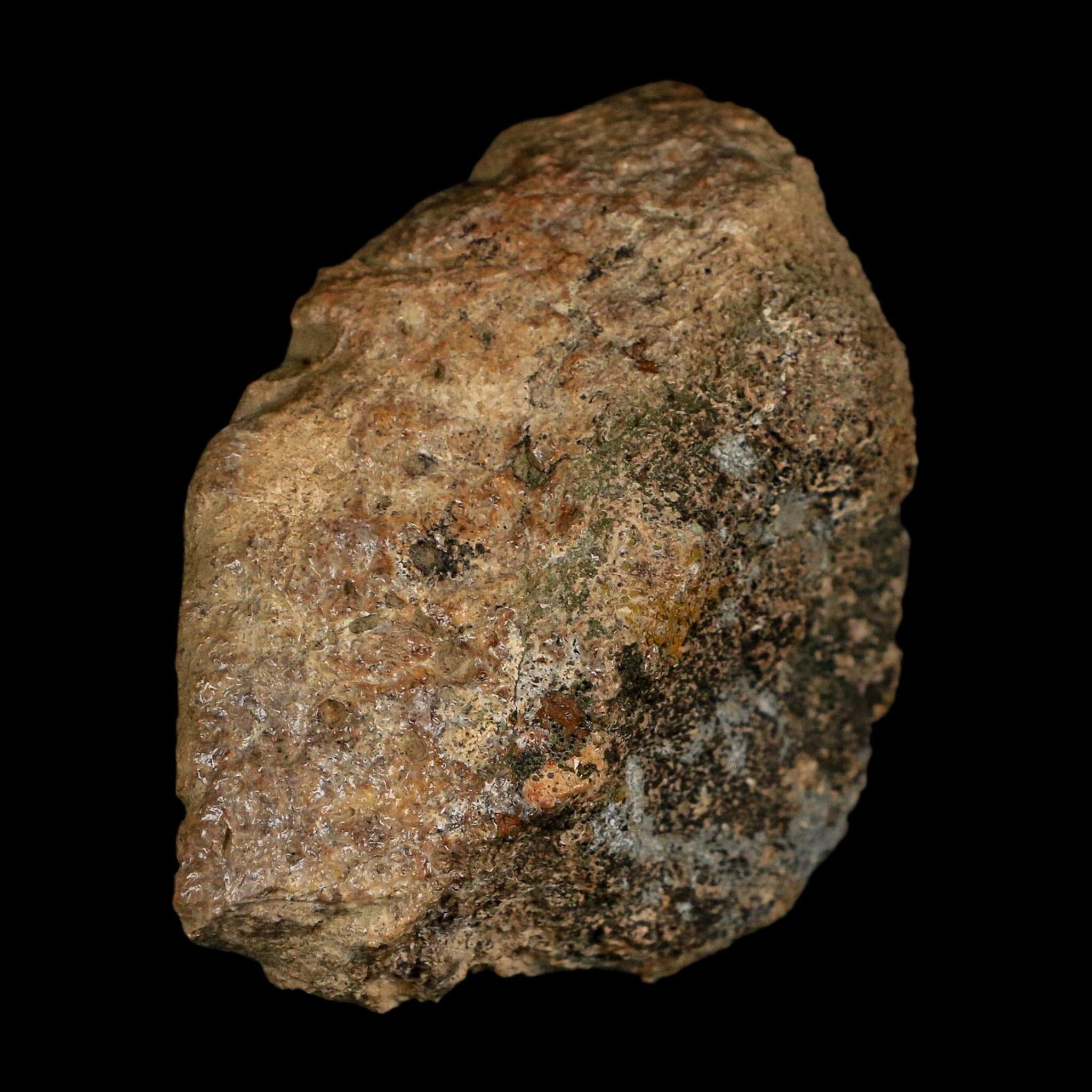 3.1" Ankylosaurus Fossil Scute Bone Judith River FM Cretaceous Dinosaur MT COA - Fossil Age Minerals