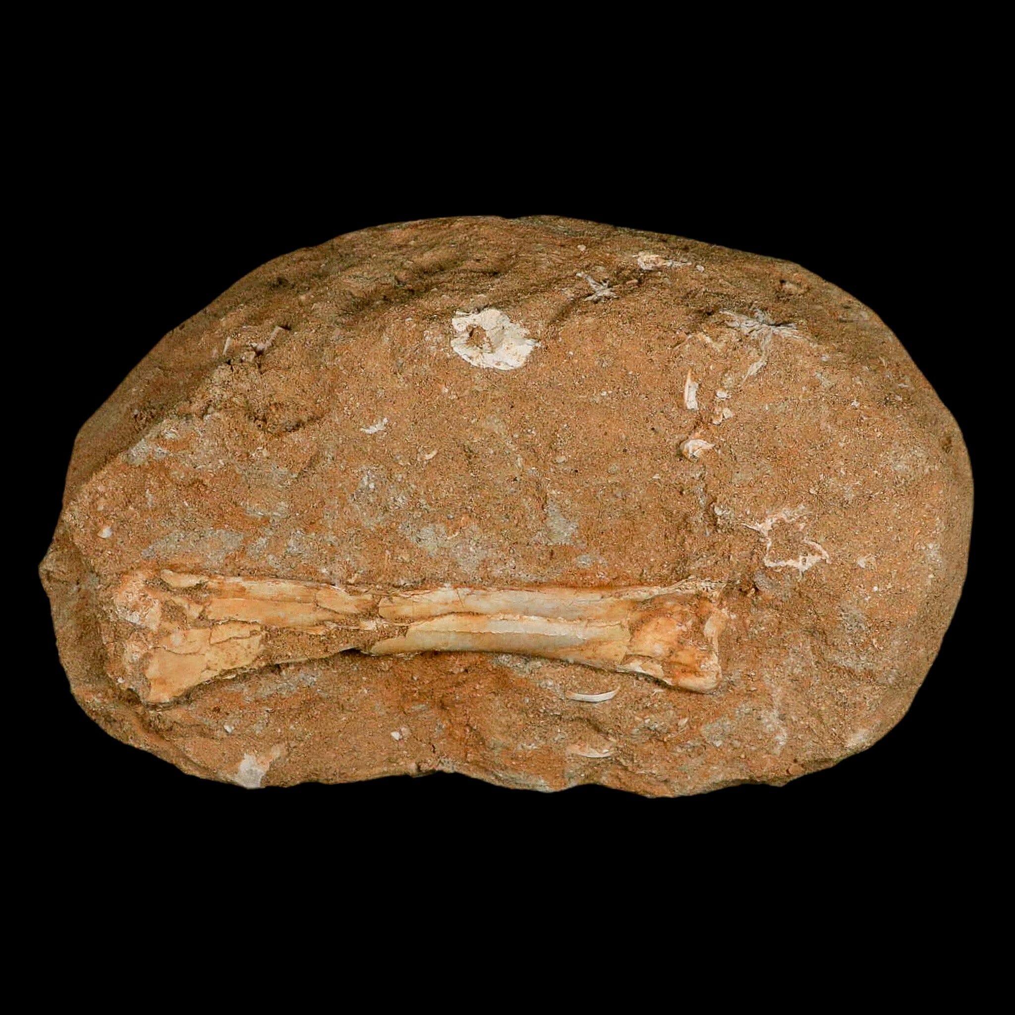 4.6" Pterosaur Tethydraco Regalis Fossil Bone Upper Cretaceous Morocco Stand COA - Fossil Age Minerals