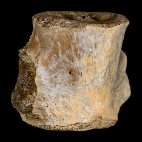 0.9" Champsosaurus Gigas Reptile Fossil Vertebrae Cretaceous Hell Creek FM MT COA