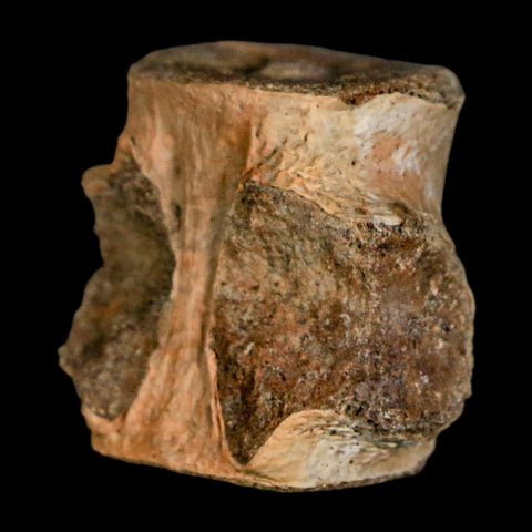 0.9" Champsosaurus Gigas Reptile Fossil Vertebrae Cretaceous Hell Creek FM MT COA