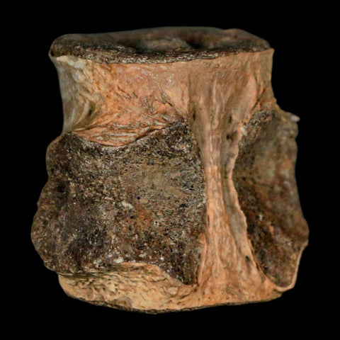 0.9" Champsosaurus Gigas Reptile Fossil Vertebrae Cretaceous Hell Creek FM MT COA