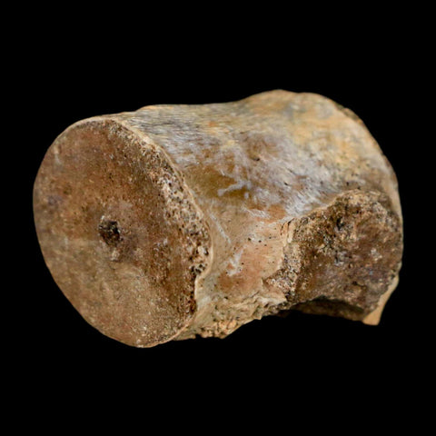 0.9" Champsosaurus Gigas Reptile Fossil Vertebrae Cretaceous Hell Creek FM MT COA