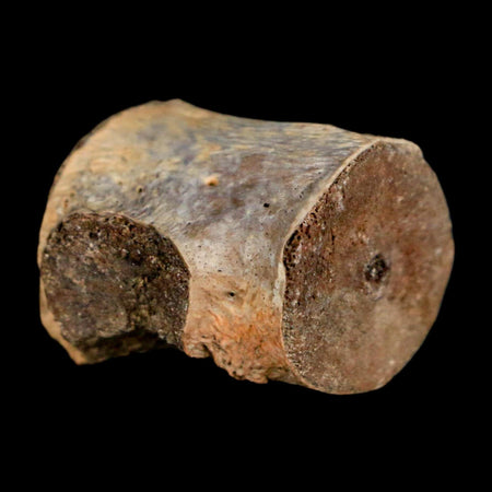 0.9" Champsosaurus Gigas Reptile Fossil Vertebrae Cretaceous Hell Creek FM MT COA