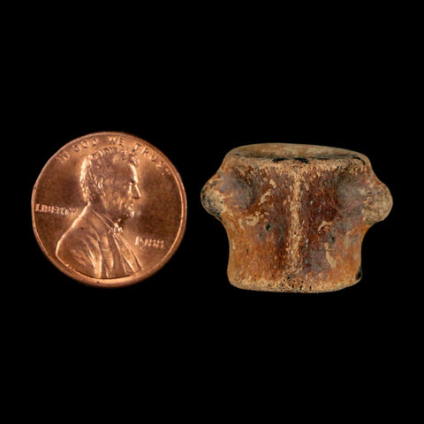 0.9" Champsosaurus Gigas Reptile Fossil Vertebrae Cretaceous Hell Creek FM MT COA