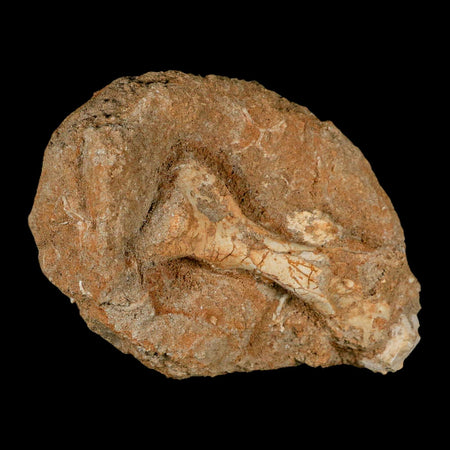 3.6" Pterosaur Tethydraco Regalis Fossil Bone Upper Cretaceous Morocco Stand COA