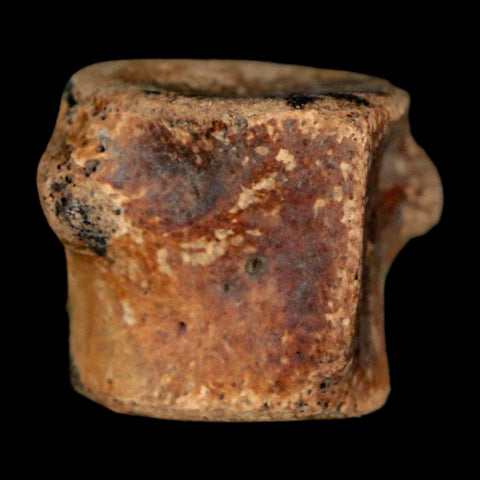 0.9" Champsosaurus Gigas Reptile Fossil Vertebrae Cretaceous Hell Creek FM MT COA