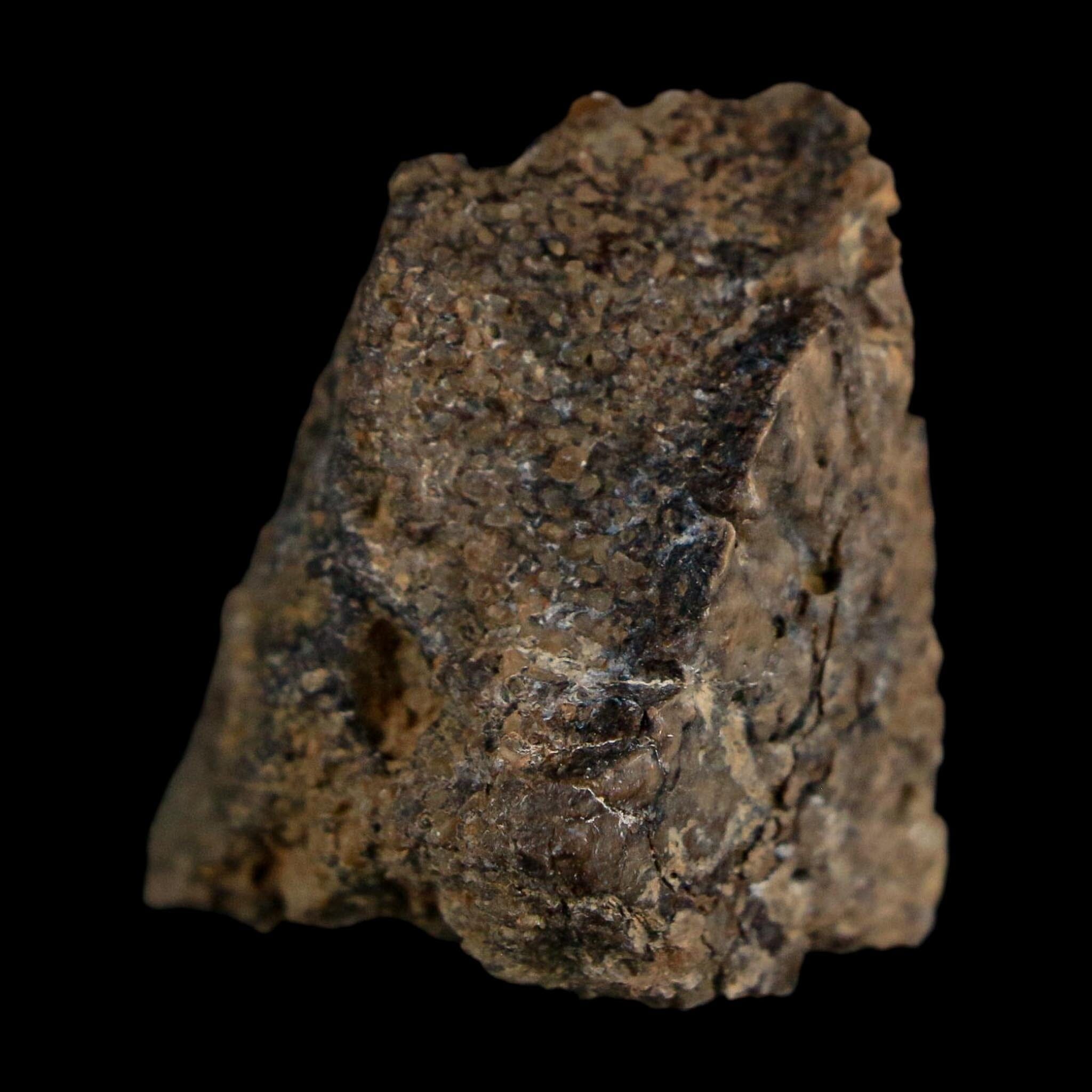 1.4" Ankylosaurus Fossil Scute Bone Judith River FM Cretaceous Dinosaur MT COA - Fossil Age Minerals