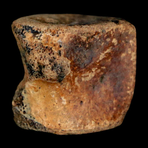 0.9" Champsosaurus Gigas Reptile Fossil Vertebrae Cretaceous Hell Creek FM MT COA