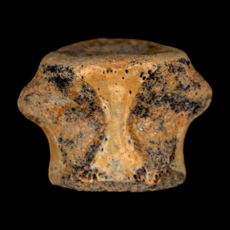 0.9" Champsosaurus Gigas Reptile Fossil Vertebrae Cretaceous Hell Creek FM MT COA