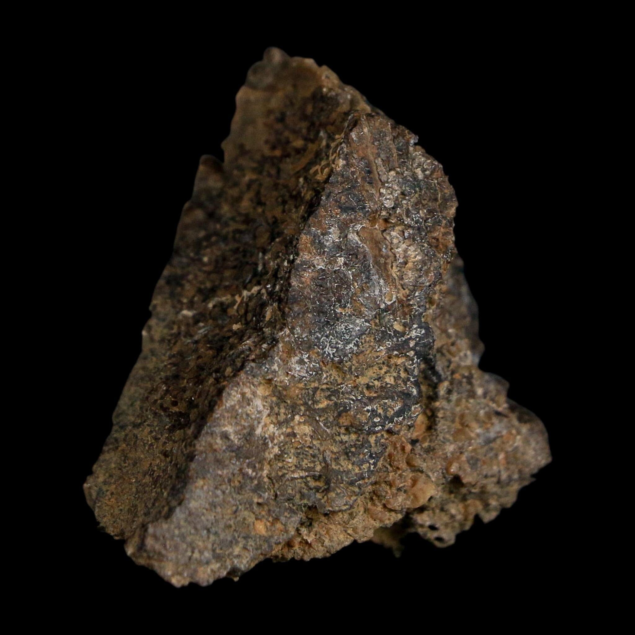 1.4" Ankylosaurus Fossil Scute Bone Judith River FM Cretaceous Dinosaur MT COA - Fossil Age Minerals