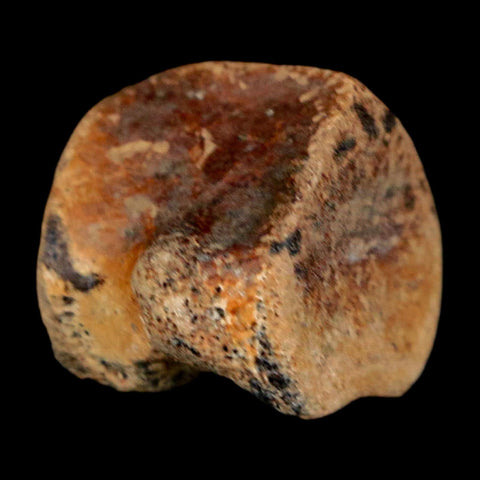 0.9" Champsosaurus Gigas Reptile Fossil Vertebrae Cretaceous Hell Creek FM MT COA