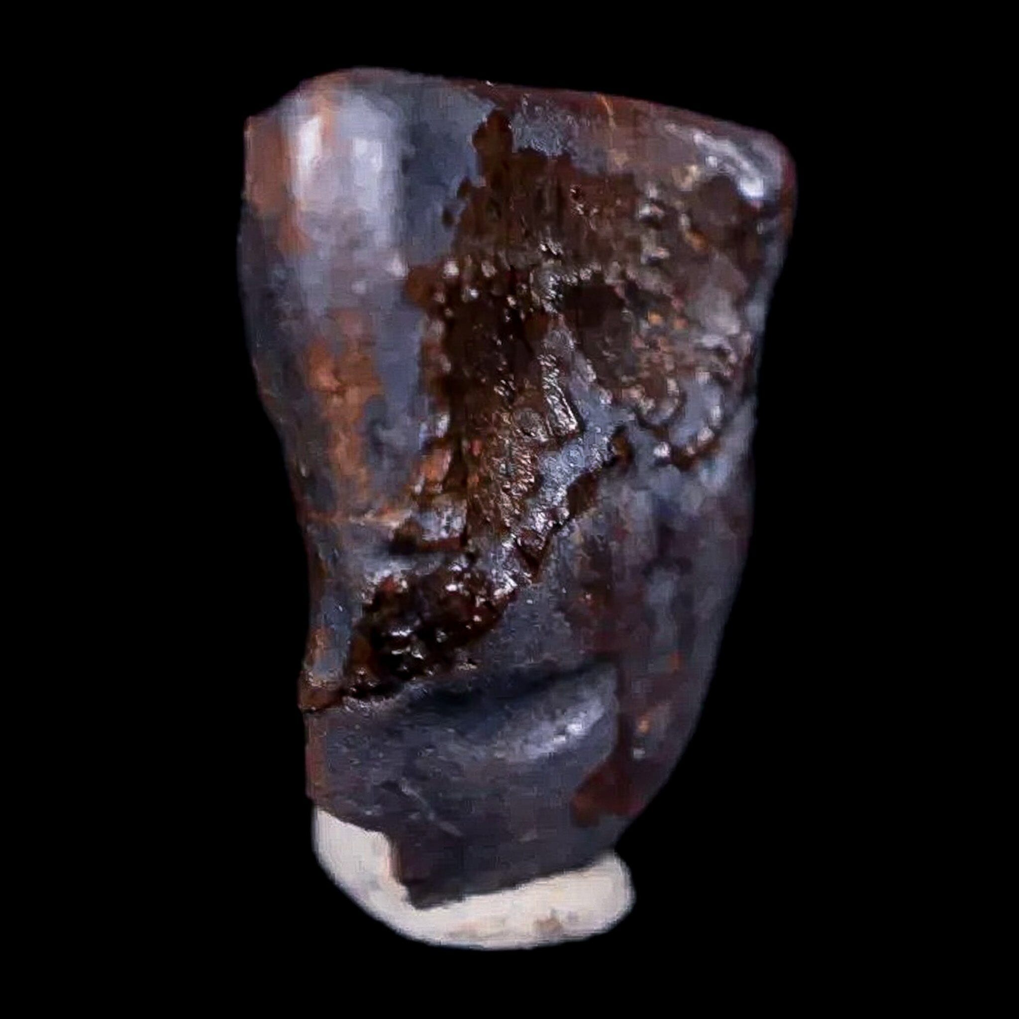 0.5" Chasmosaurus Fossil Tooth Judith River FM Cretaceous Dinosaur MT COA Display - Fossil Age Minerals