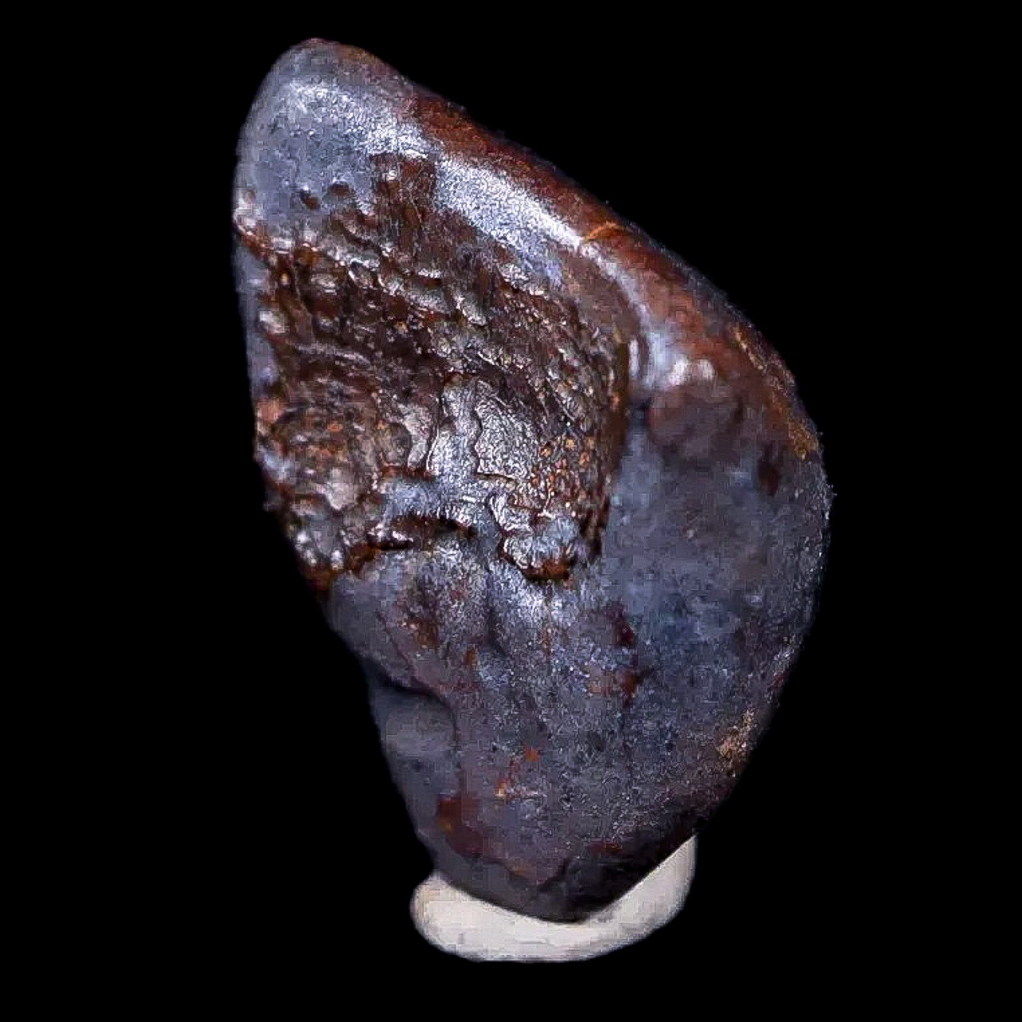 0.5" Chasmosaurus Fossil Tooth Judith River FM Cretaceous Dinosaur MT COA Display - Fossil Age Minerals