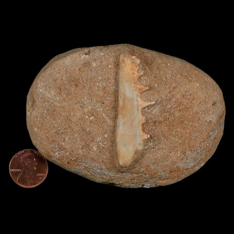 2.1" Saber Toothed Herring Fossil Tooth Jaw Section Enchodus Libycus Cretaceous Age - Fossil Age Minerals