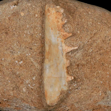 2.1" Saber Toothed Herring Fossil Tooth Jaw Section Enchodus Libycus Cretaceous Age