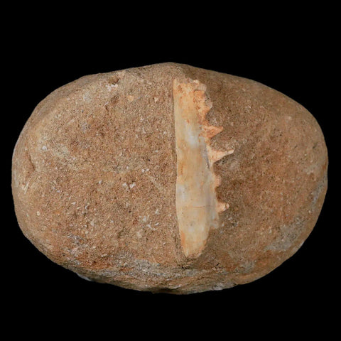 2.1" Saber Toothed Herring Fossil Tooth Jaw Section Enchodus Libycus Cretaceous Age - Fossil Age Minerals