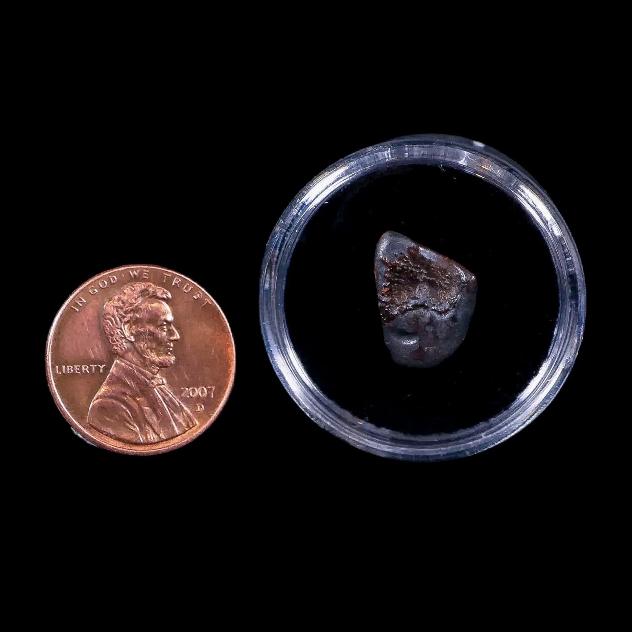 0.5" Chasmosaurus Fossil Tooth Judith River FM Cretaceous Dinosaur MT COA Display - Fossil Age Minerals