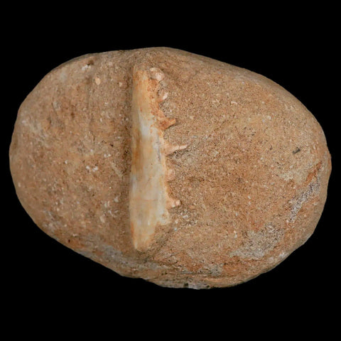 2.1" Saber Toothed Herring Fossil Tooth Jaw Section Enchodus Libycus Cretaceous Age - Fossil Age Minerals