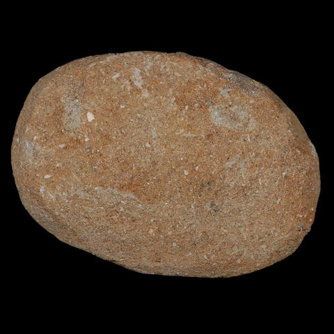 2.1" Saber Toothed Herring Fossil Tooth Jaw Section Enchodus Libycus Cretaceous Age - Fossil Age Minerals