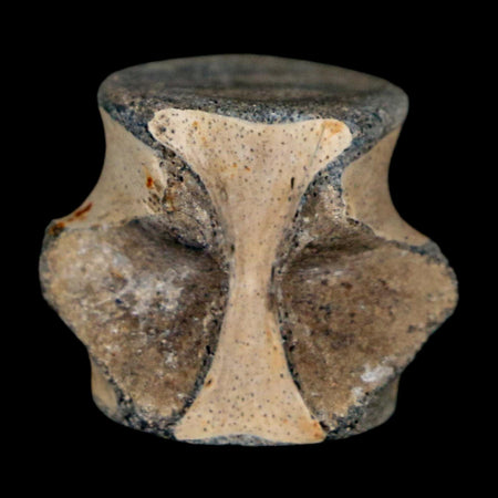 0.8" Champsosaurus Gigas Reptile Fossil Vertebrae Cretaceous Hell Creek FM MT COA