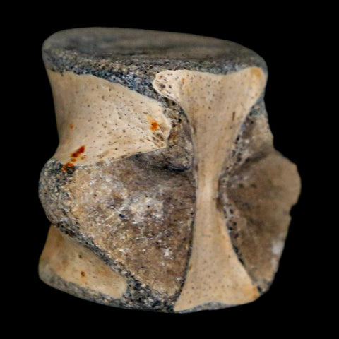 0.8" Champsosaurus Gigas Reptile Fossil Vertebrae Cretaceous Hell Creek FM MT COA