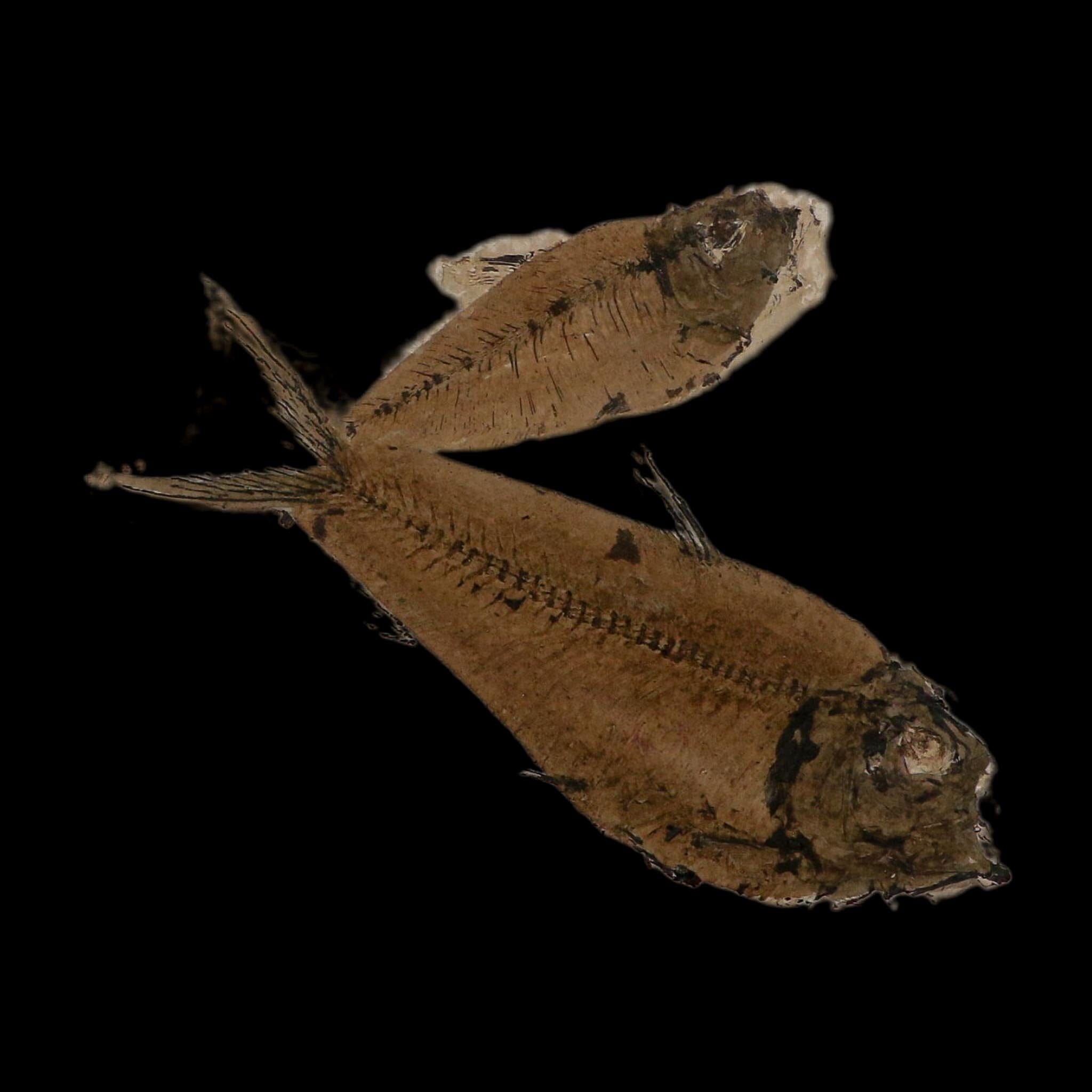 2 Two Diplomystus Dentatus Fossil Fish Green River FM WY Eocene Age COA, Stand - Fossil Age Minerals